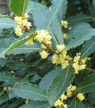 laurus nobilis.jpg - 48643 Bytes